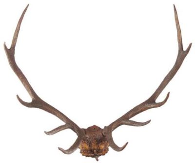Antlers Sculpture MOUNTAIN Rustic Oak Leaf Design Mounting Plaque Deer