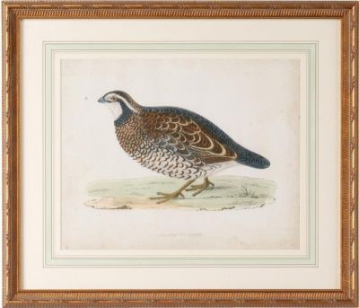 Giclee Print Morris Sand Grouse Bird Single French Mat Antiqued Gold Frame