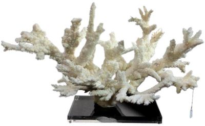 Sculpture Branch Coral Extra Large Acrylic Base