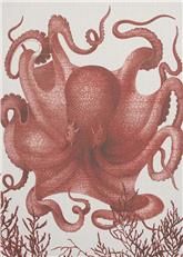 Wall Art Print 19th C Octopus III 39x54 54x39 White Coral Pink