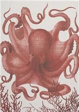 Wall Art Print 19th C Octopus III 47x65 65x47 Coral White Pink