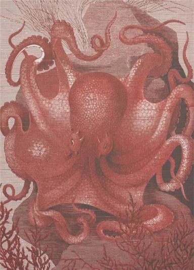 Wall Art Print 19th C Octopus in the Sea 39x54 54x39 Coral White Pink