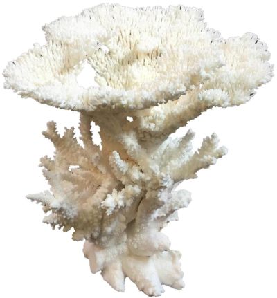Sculpture Coral Creation With Branch Reef Natural Acrylic Handmade