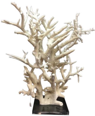 Sculpture Staghorn Coral Creation Colors May Vary Variable Acrylic Base