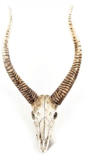 Wall Decor Art Goat Skull Animal Poly Resin