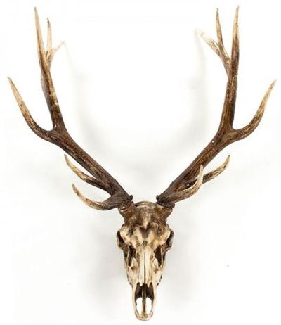 Wall Decor Art Deer Skull Animal Chestnut Poly Resin