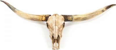 Wall Decor Art TEXAS Horn Skull Animal Long Ivory Poly Resin