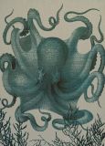 Wall Art Print 19th C Octopus III 29x40 40x29 Blue White Cream Linen
