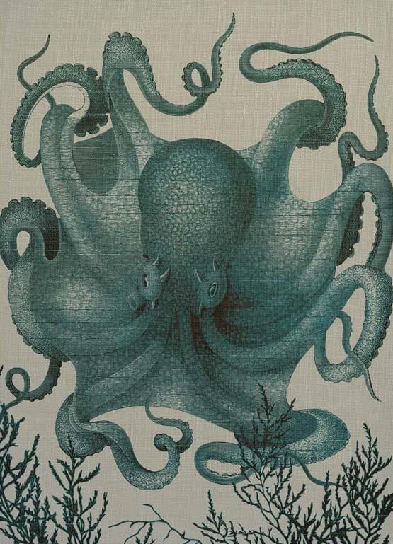 Wall Art Print 19th C Octopus III 29x40 40x29 Blue White Cream Linen
