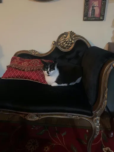 Black Velvet Upholstered La Rochelle French Settee